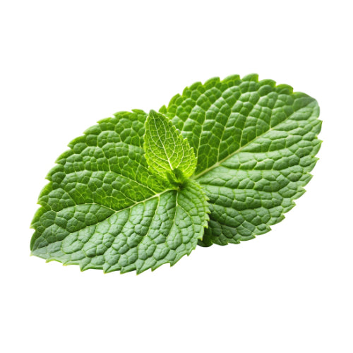 Mint (Menta) (Hangsen) 10ml