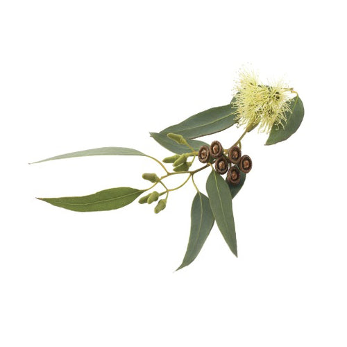 Atmos Lab aroma Eucalyptus